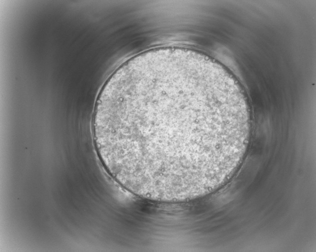 X0000072541338200608111803