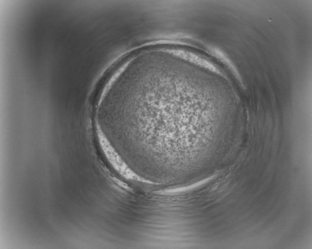 X0000072541360200608111802