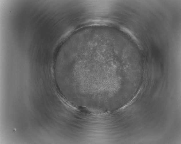 X0000072541403200608111801