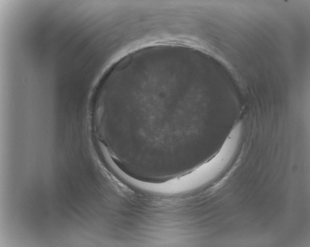 X0000072541506200608111759