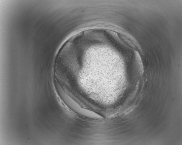 X0000072541530200608111800