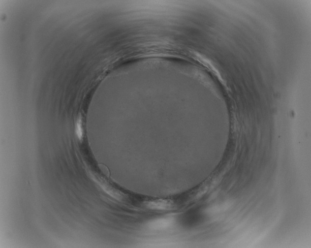 X0000072550069200607141303