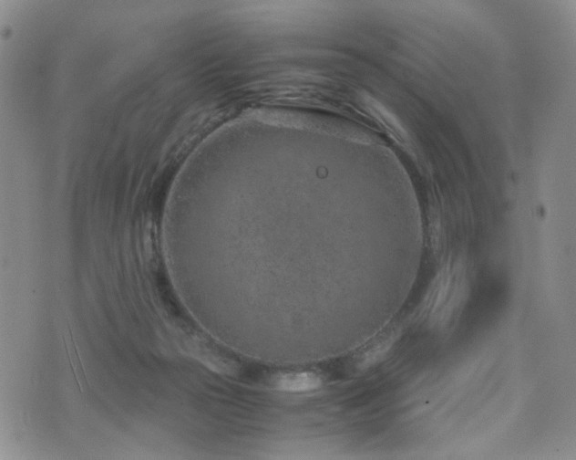 X0000072550169200607141301