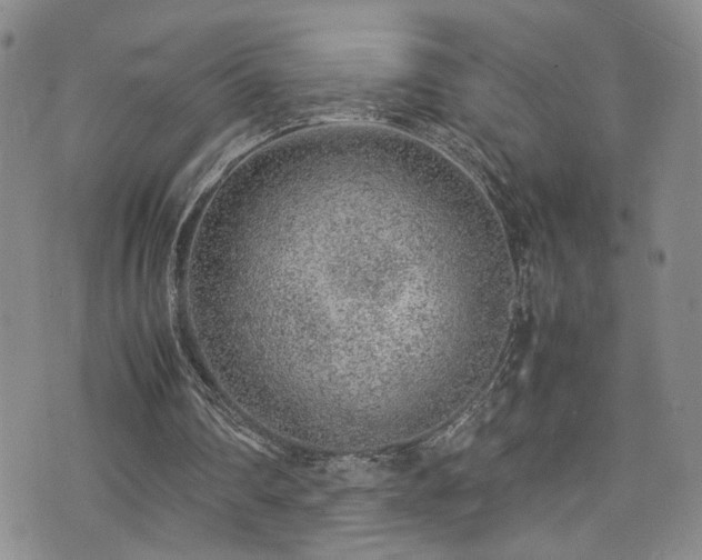 X0000072550290200607141259