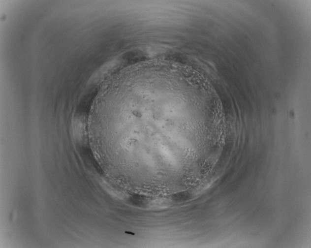 X0000072550527200607141256