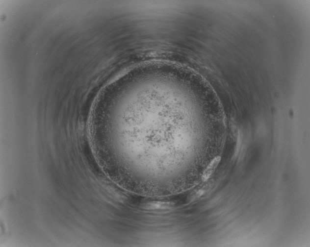 X0000072550657200607141254