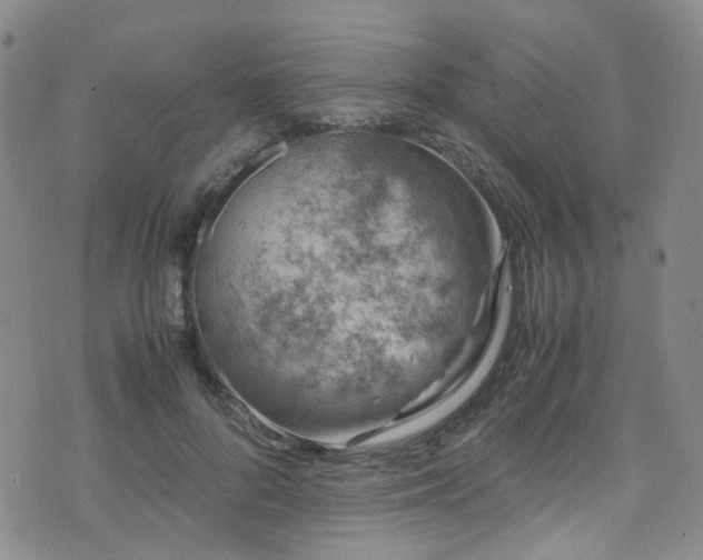 X0000072550696200607141253