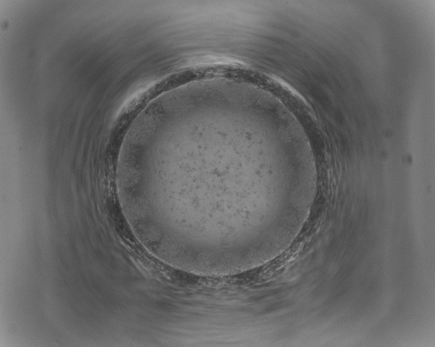 X0000072550775200607141252