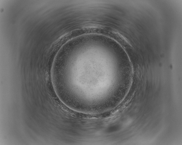 X0000072550821200607141250