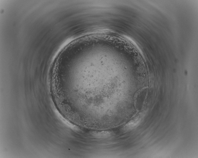 X0000072550851200607141251