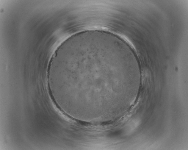 X0000072550895200607141250