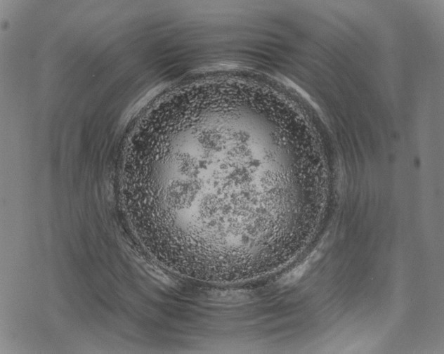 X0000072550921200607141249