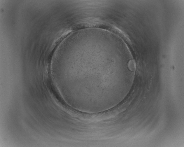 X0000072550018200607211410