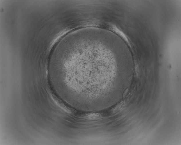 X0000072550059200607211409