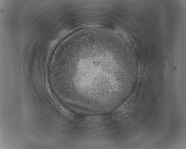 X0000072550145200607211408