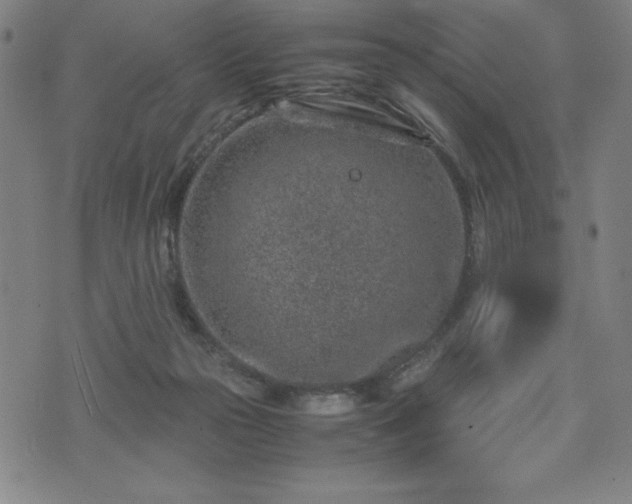 X0000072550169200607211408