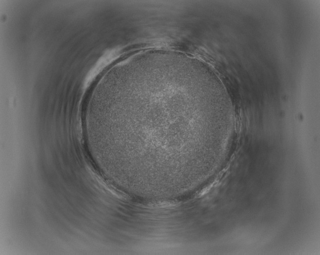 X0000072550198200607211407