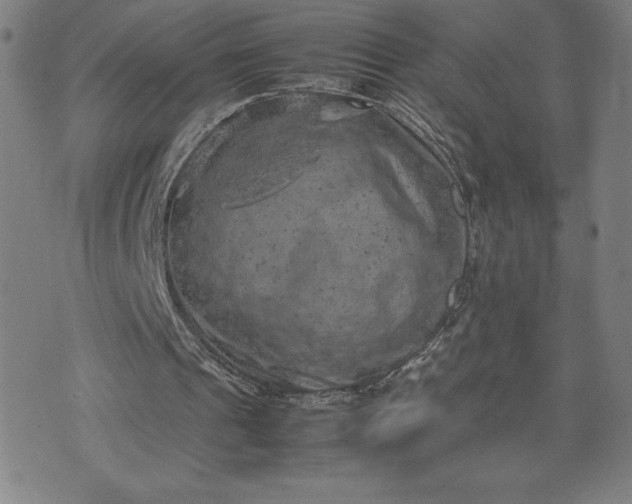 X0000072550241200607211406