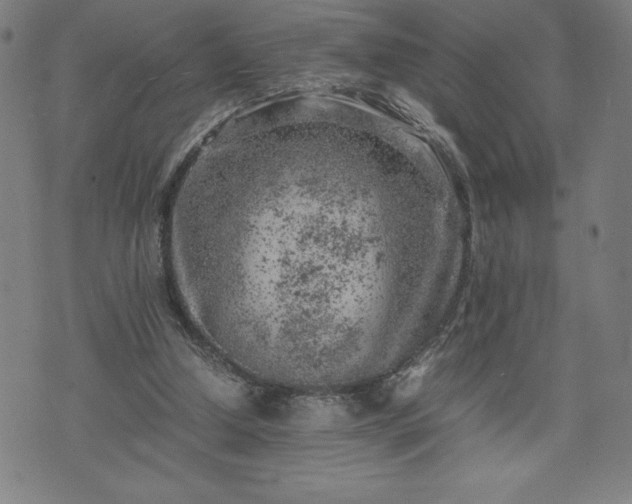 X0000072550250200607211406