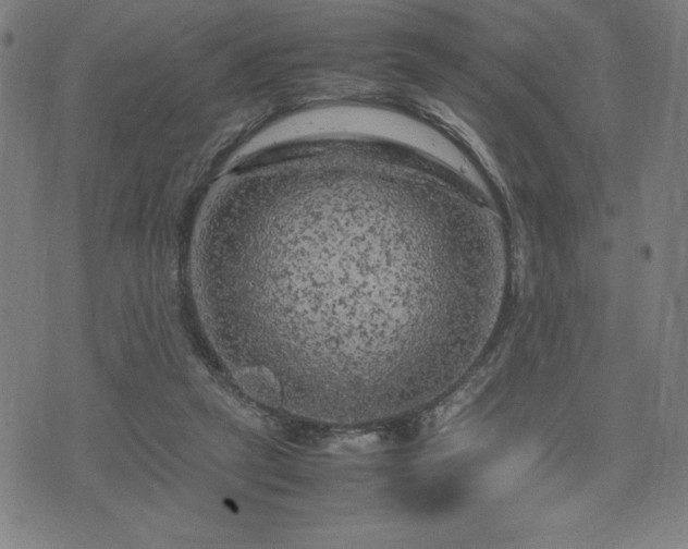 X0000072550257200607211406