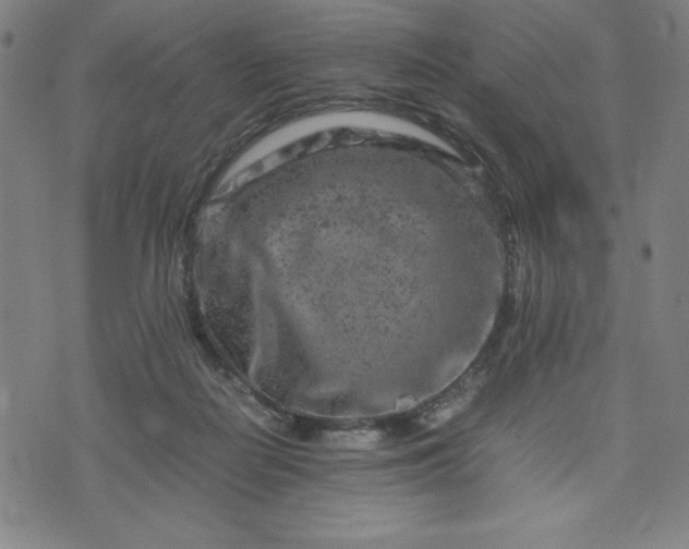 X0000072550266200607211406