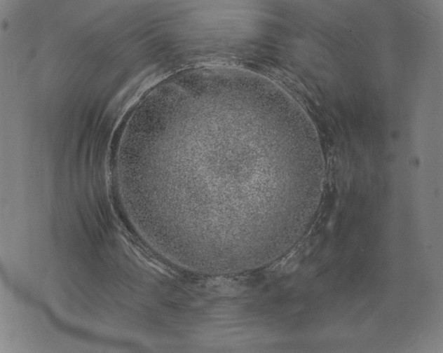 X0000072550290200607211406