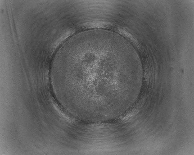 X0000072550394200607211404