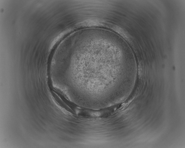 X0000072550438200607211403