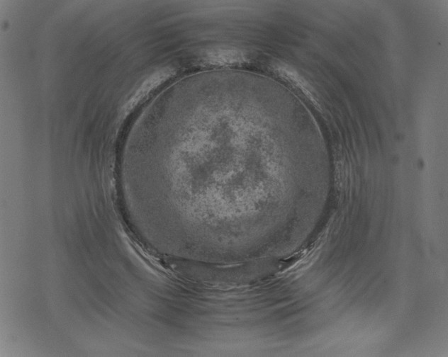 X0000072550443200607211403