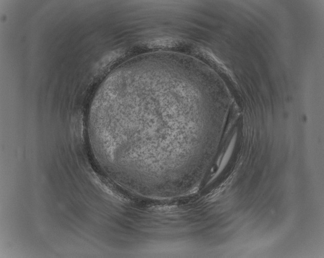 X0000072550637200607211400