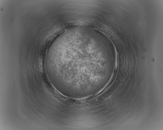 X0000072550696200607211359