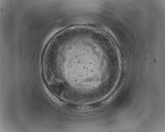 X0000072550795200607211358