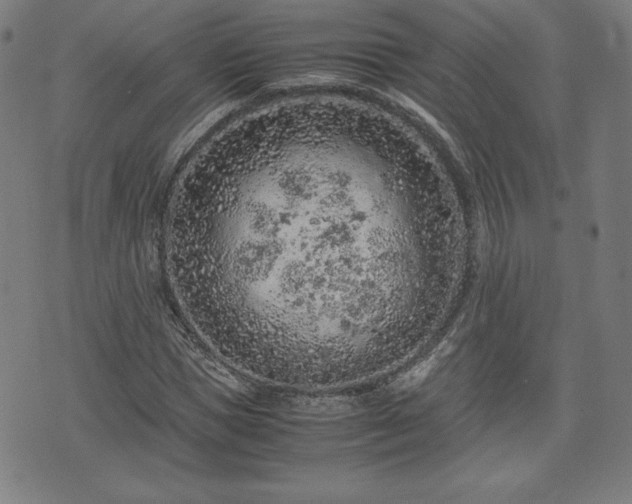 X0000072550921200607211355