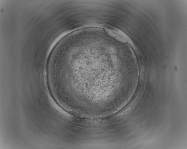 X0000072550955200607211356