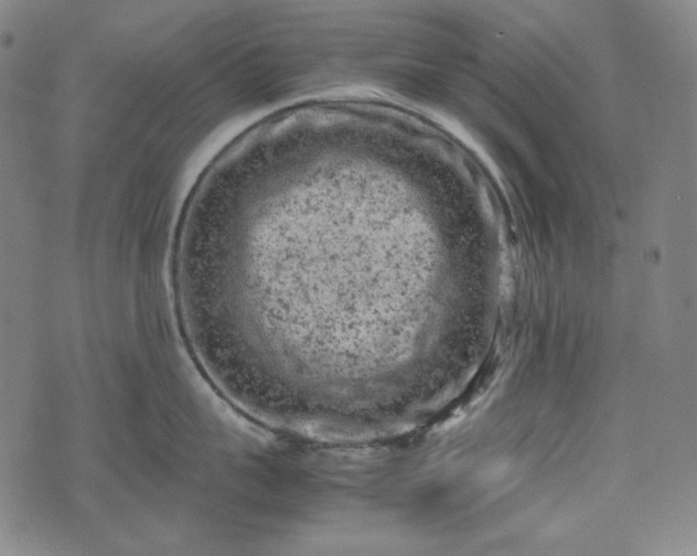 X0000072550959200607211356