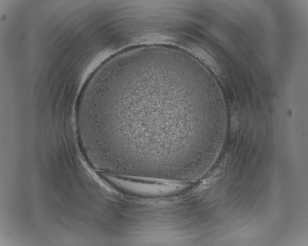 X0000072550990200607211355