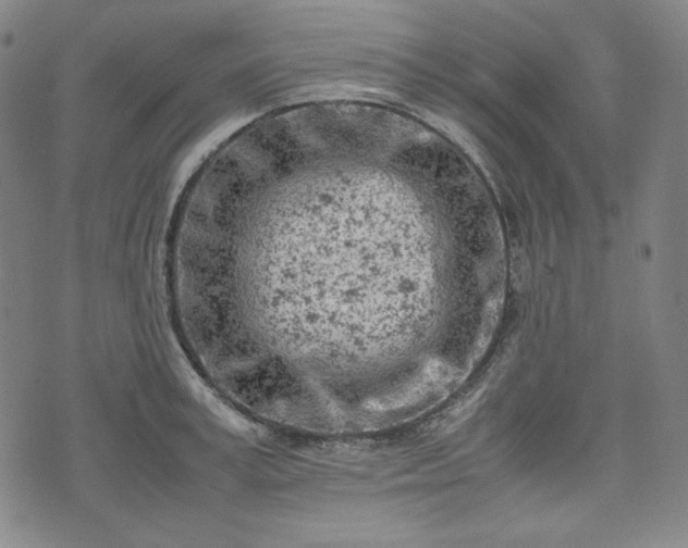 X0000072550995200607211354