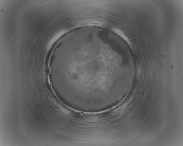 X0000072551071200607211353