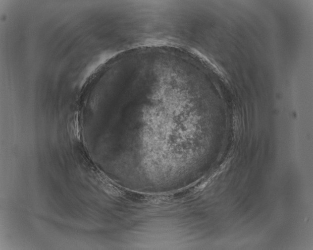 X0000072551262200607211350