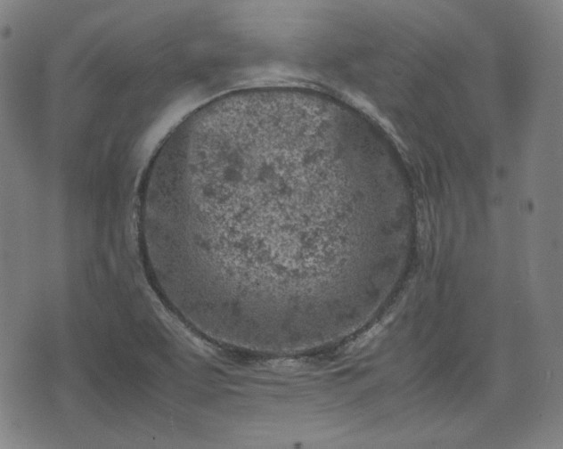 X0000072551463200607211347