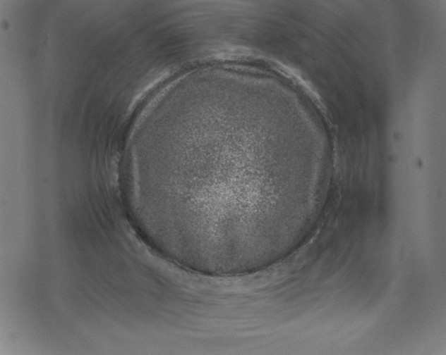 X0000072550010200607281700