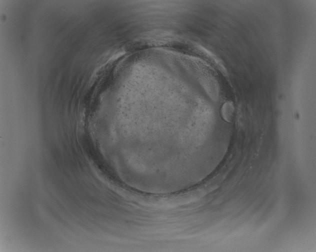 X0000072550018200607281700