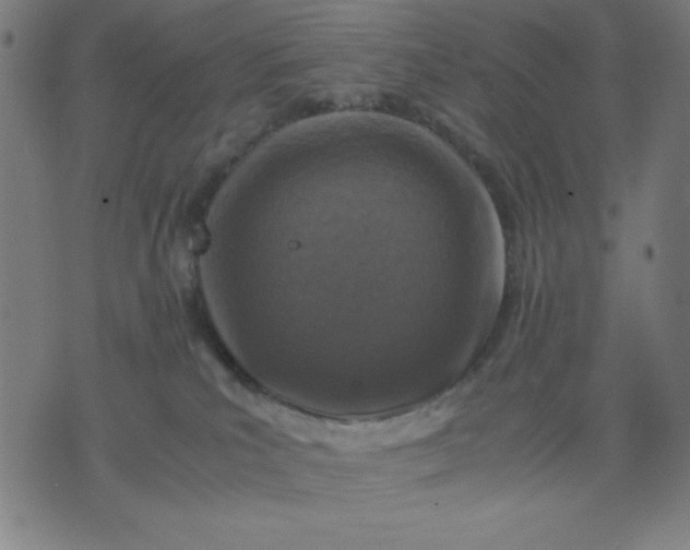 X0000072550039200607281659