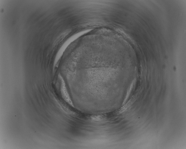 X0000072550070200607281659