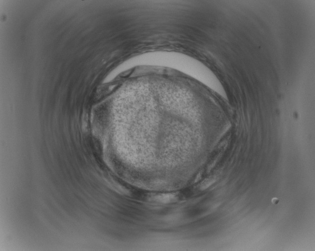 X0000072550081200607281659