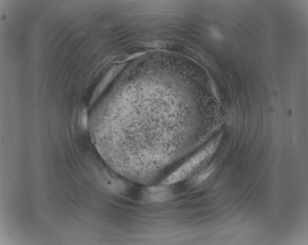 X0000072550095200607281659