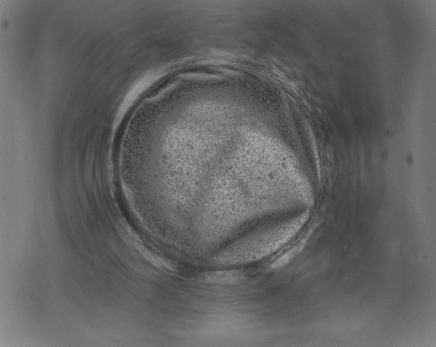 X0000072550102200607281658