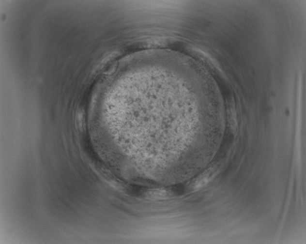 X0000072550123200607281658