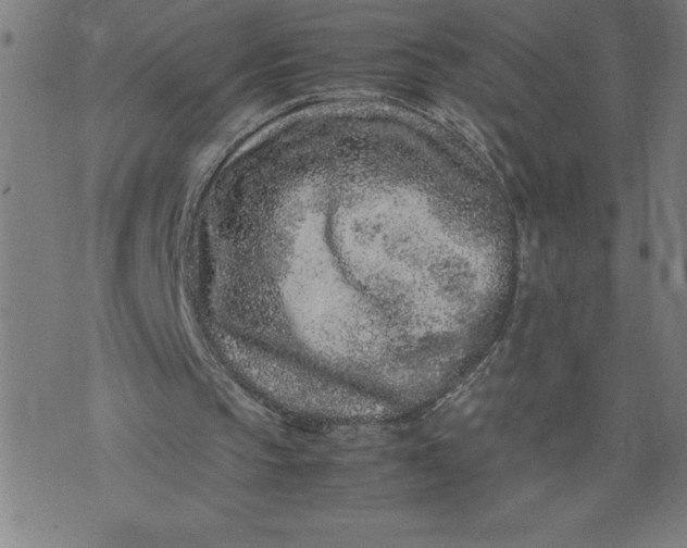 X0000072550145200607281657