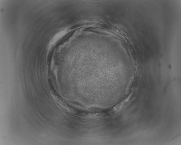 X0000072550149200607281657